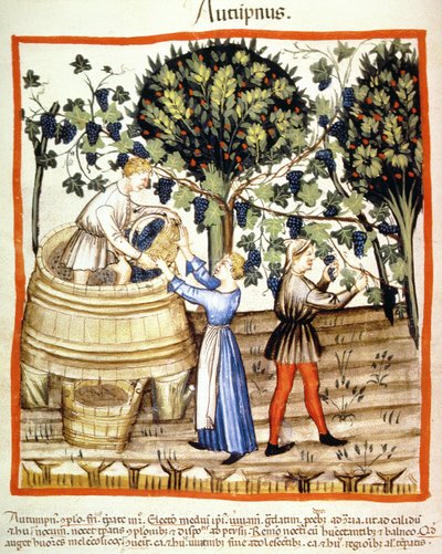 Fol.54v Autunno: La vendemmia, illustrazione dal Tacuinum Sanitatis Codex Vindobonensis da Italian School